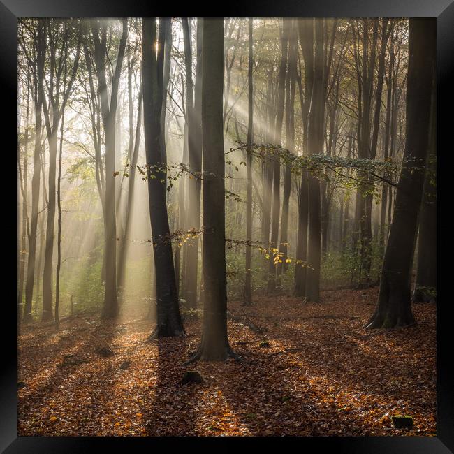 Friston Forest, Sussex, First Light, Sun Framed Print by Sue MacCallum- Stewart