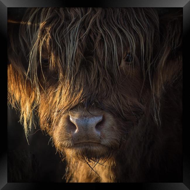 Highland Cow, Backlit, Derbyshire Framed Print by Sue MacCallum- Stewart