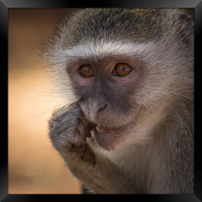 Vervet Monkey, Primate, Zimbabwe Framed Print by Sue MacCallum- Stewart