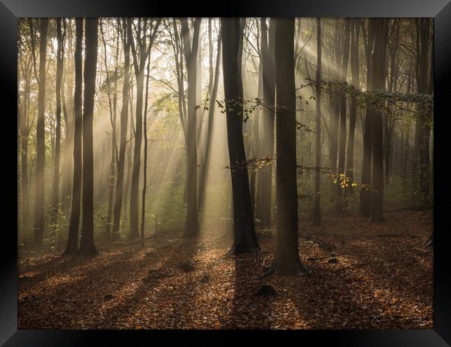 Friston Forest, Sussex, First Light, Sun Framed Print by Sue MacCallum- Stewart