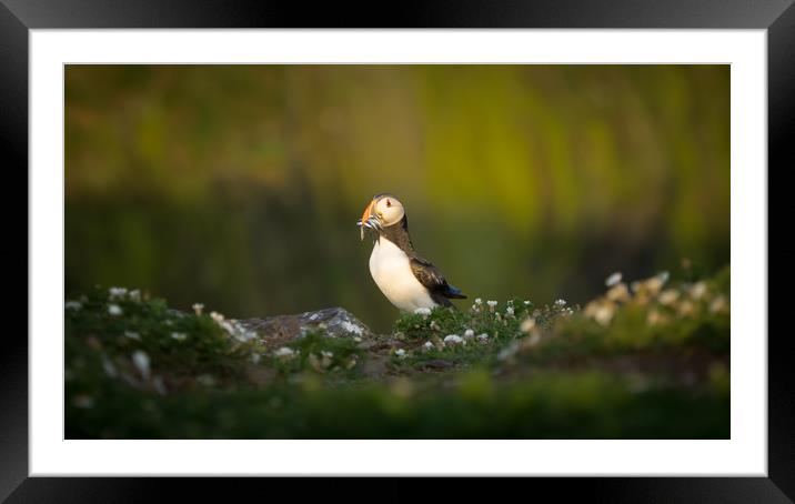 Puffin, Skomer, Pembrokeshire, Sand Eels Framed Mounted Print by Sue MacCallum- Stewart