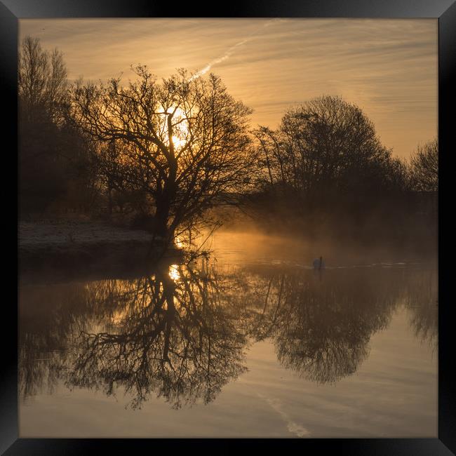 Swan in the morning mist Framed Print by Sue MacCallum- Stewart