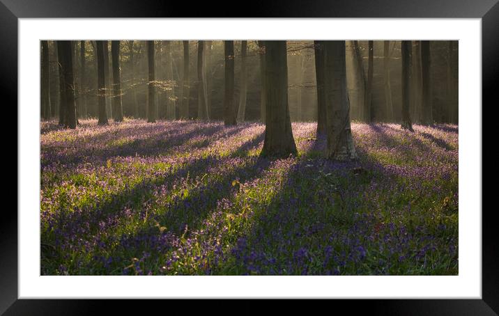 First Light in Wepham Woods Framed Mounted Print by Sue MacCallum- Stewart