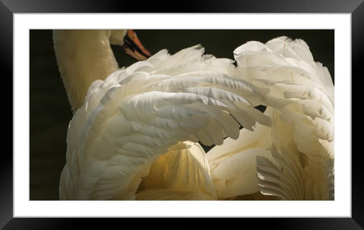 Feathers Framed Mounted Print by Sue MacCallum- Stewart