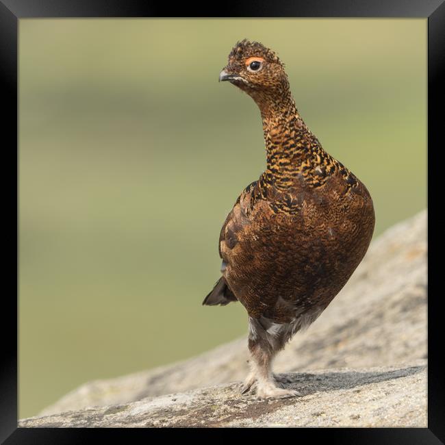 Curious Red Grouse Framed Print by Sue MacCallum- Stewart