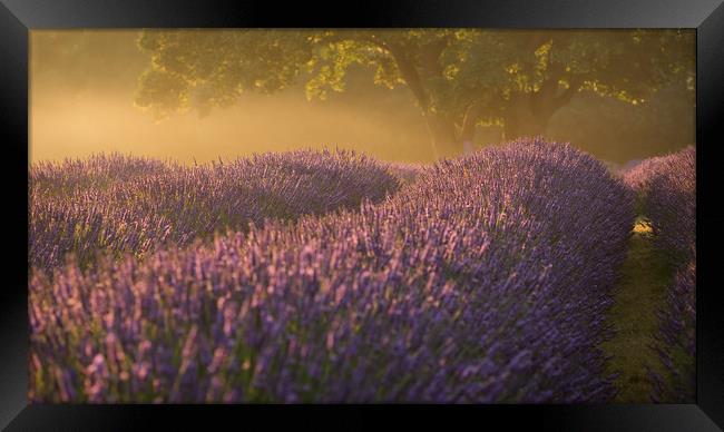 Lavender Fields Framed Print by Sue MacCallum- Stewart