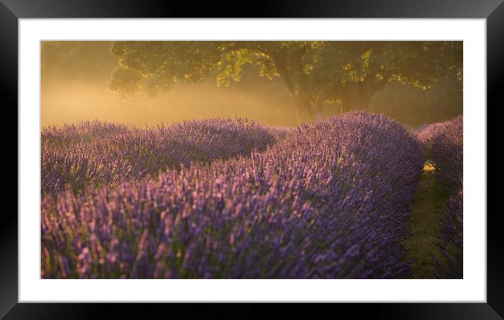 Lavender Fields Framed Mounted Print by Sue MacCallum- Stewart