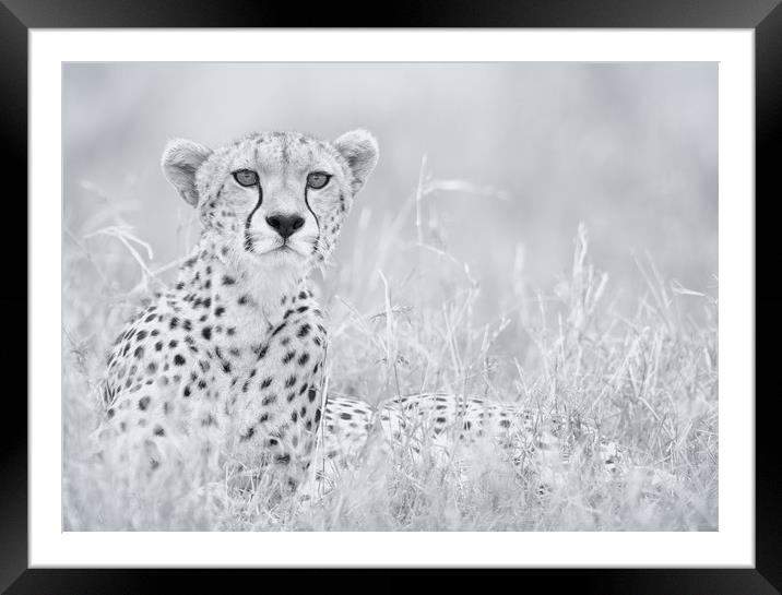 The Stare Framed Mounted Print by Sue MacCallum- Stewart
