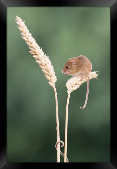 1 mouse, 2 tails... Framed Print by Sue MacCallum- Stewart