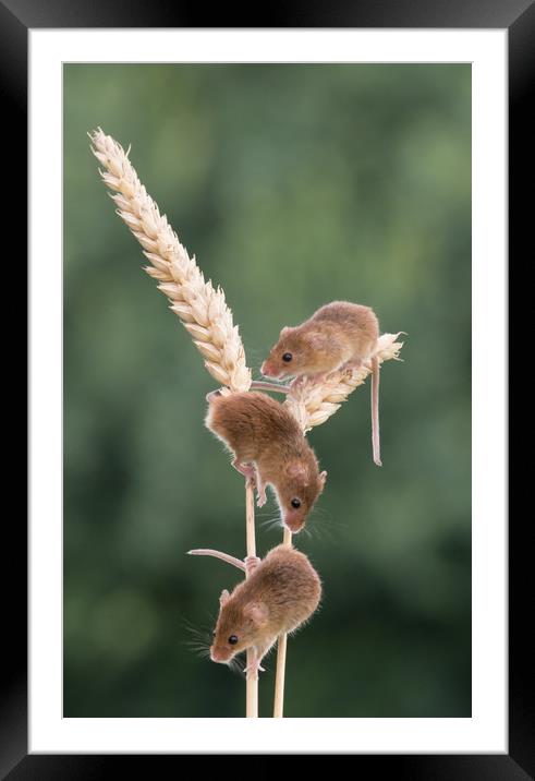 Three Harvest Mice Framed Mounted Print by Sue MacCallum- Stewart