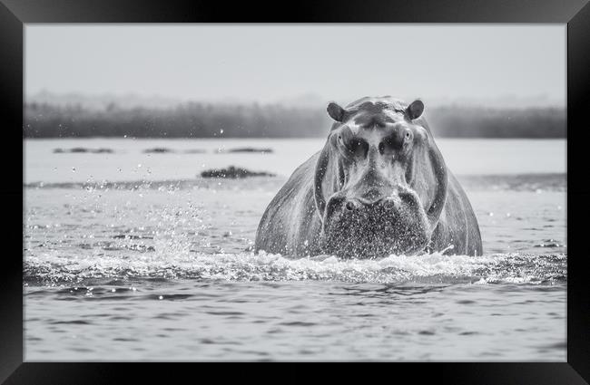 Hippo on the Zambezi Framed Print by Sue MacCallum- Stewart