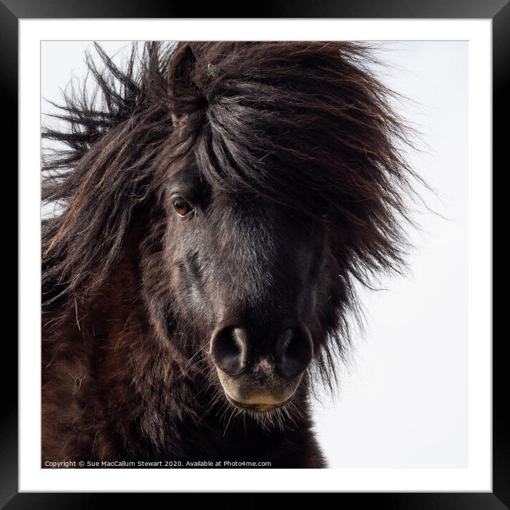 A close up of a Shetland Pony that is looking at the camera Framed Mounted Print by Sue MacCallum- Stewart