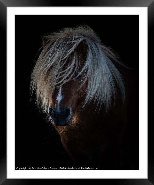 Shetland Pony Portrait Framed Mounted Print by Sue MacCallum- Stewart