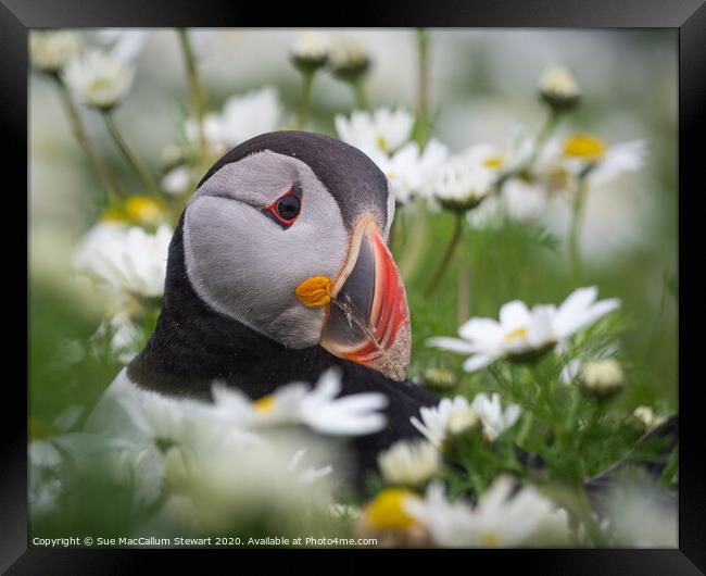 A puffin surrounded by daisies Framed Print by Sue MacCallum- Stewart