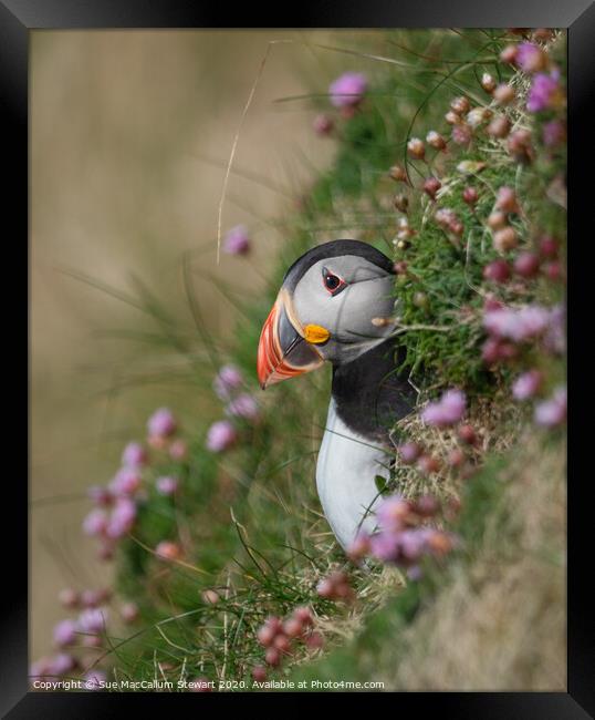 A puffin surrounded by sea pinks Framed Print by Sue MacCallum- Stewart