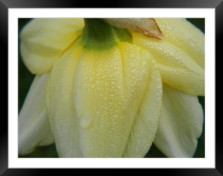 Morning Daffodil Framed Mounted Print by Kirsty Turnbull