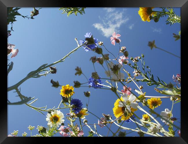 Ant's Eye View Framed Print by Kirsty Turnbull