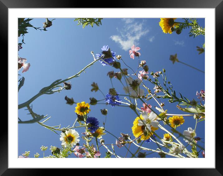 Ant's Eye View Framed Mounted Print by Kirsty Turnbull