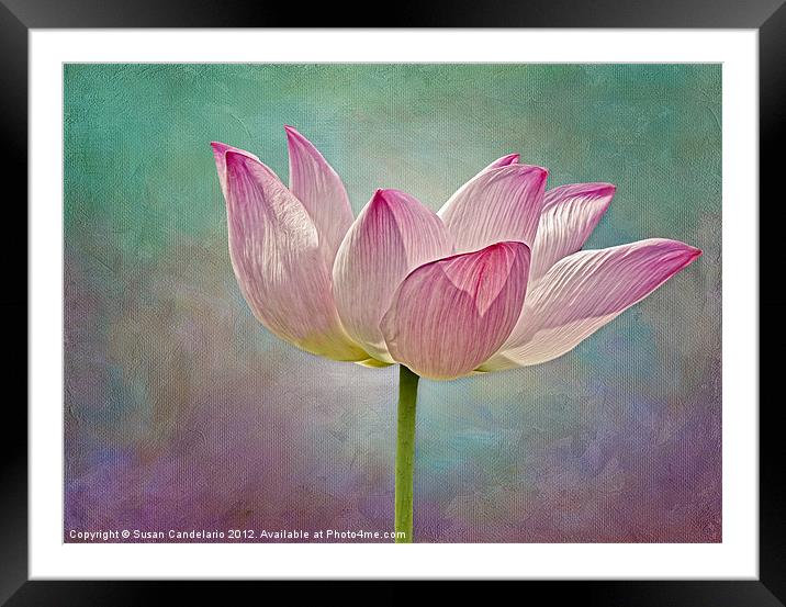 Pink Lotus Blossom Framed Mounted Print by Susan Candelario