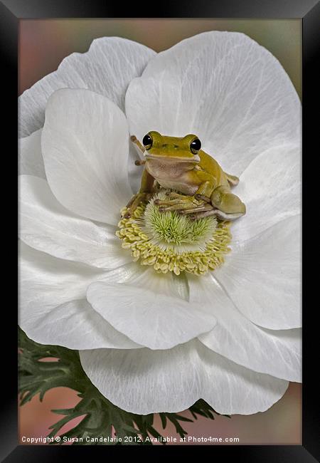 Kermit Framed Print by Susan Candelario