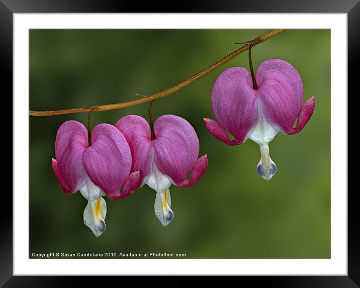 Bleeding Hearts Framed Mounted Print by Susan Candelario
