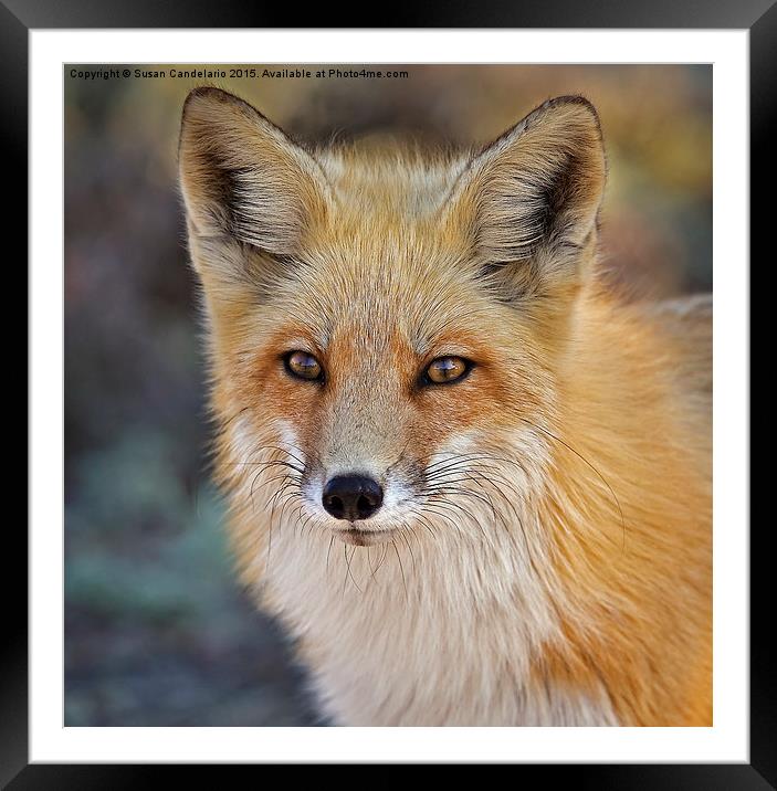 Foxy Lady Framed Mounted Print by Susan Candelario