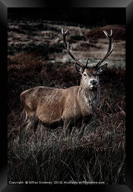 Stag Framed Print by Gillian Sweeney