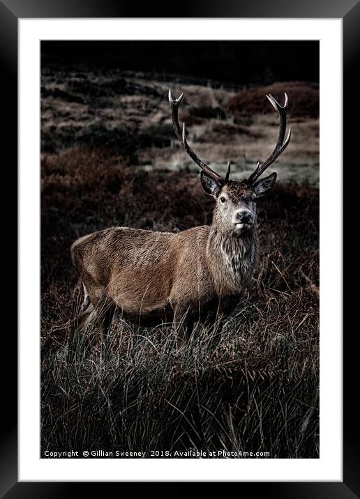 Stag Framed Mounted Print by Gillian Sweeney