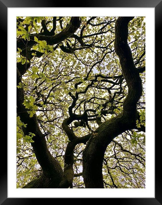 Tree Pattern Framed Mounted Print by Jonathan Thirkell