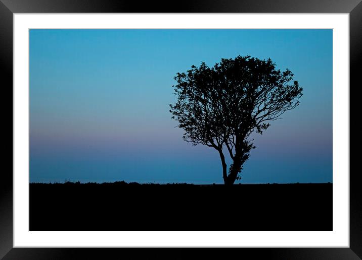 Lone tree at sunset Filey Coast East Yorkshire Framed Mounted Print by Jonathan Thirkell