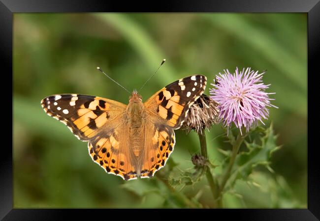 Painted Lady Butterfly And Thistle Flower Framed Print by Jonathan Thirkell