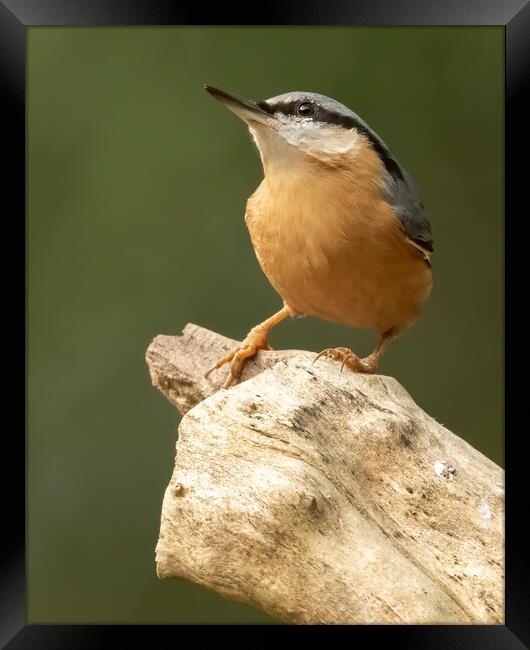 Nuthatch Framed Print by Jonathan Thirkell