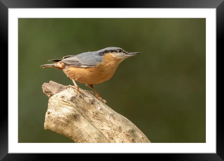Nuthatch bird in Leigh Greater Manchester Framed Mounted Print by Jonathan Thirkell