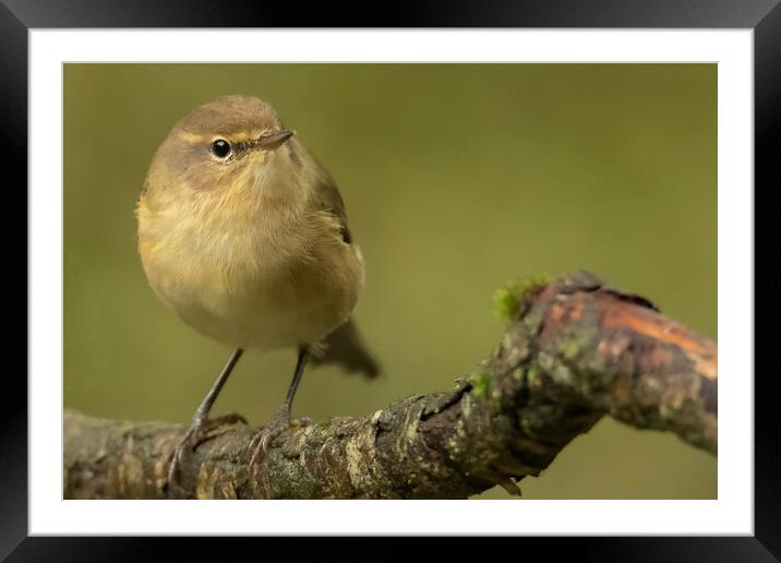 Common Chiffchaff Framed Mounted Print by Jonathan Thirkell