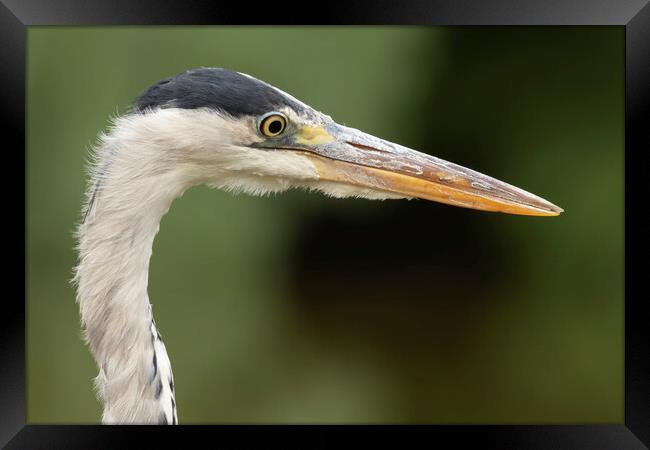 Grey Heron Side Profile Framed Print by Jonathan Thirkell
