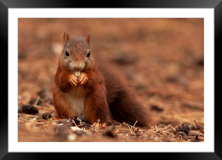 Red squirrel eating a nut a Formby Framed Mounted Print by Jonathan Thirkell