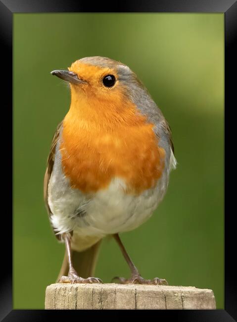 Robin Red Breast Framed Print by Jonathan Thirkell