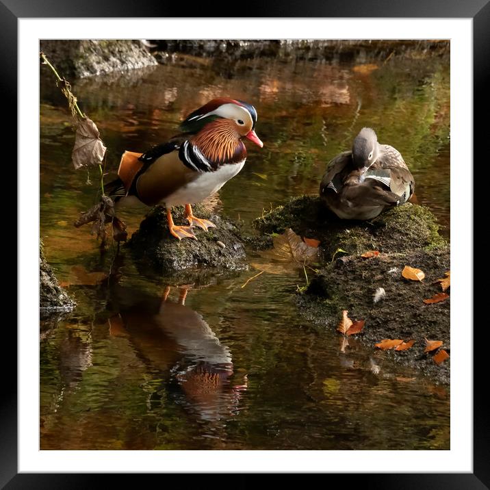 Mr and Mrs Mandarin Duck Framed Mounted Print by Jonathan Thirkell