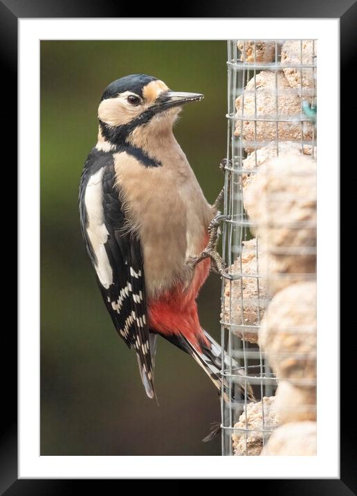 Great spotted woodpecker Framed Mounted Print by Jonathan Thirkell