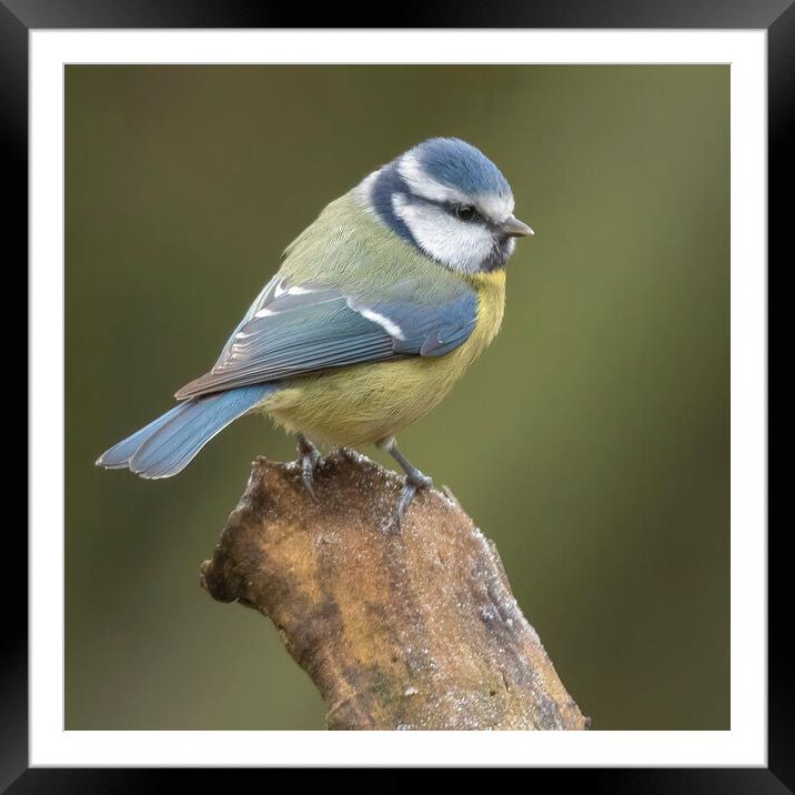 Blue Tit  Framed Mounted Print by Jonathan Thirkell
