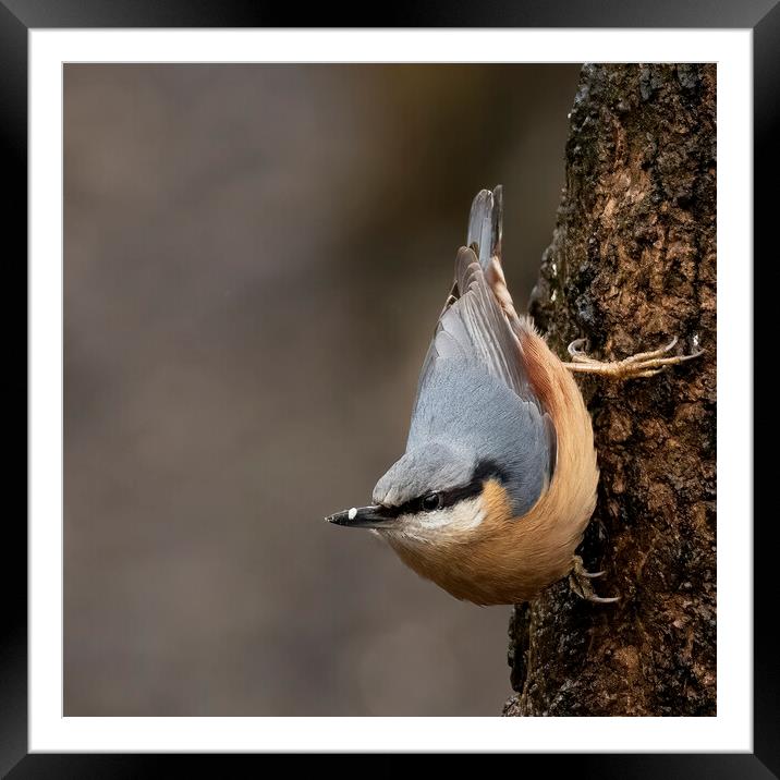 Nuthatch Classic Pose Framed Mounted Print by Jonathan Thirkell
