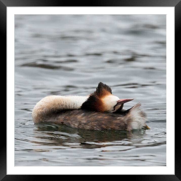 Great crested grebe taking it easy Framed Mounted Print by Jonathan Thirkell