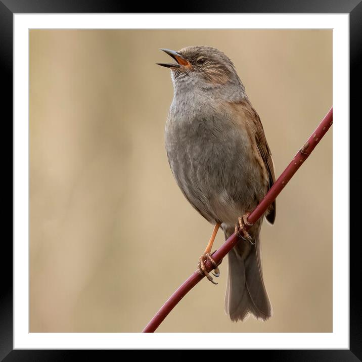 Singing Dunnock Framed Mounted Print by Jonathan Thirkell