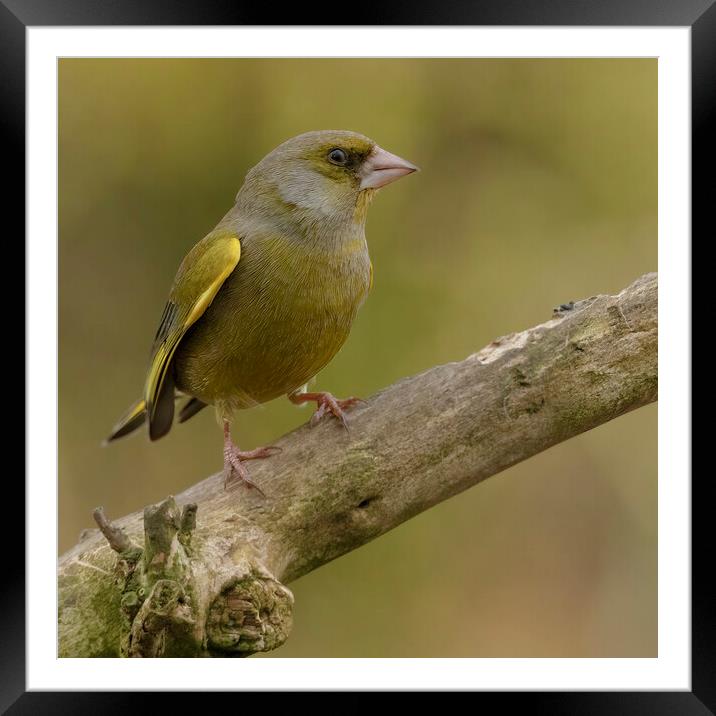 Greenfinch Framed Mounted Print by Jonathan Thirkell