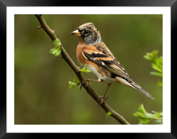 Brambling Perching Framed Mounted Print by Jonathan Thirkell