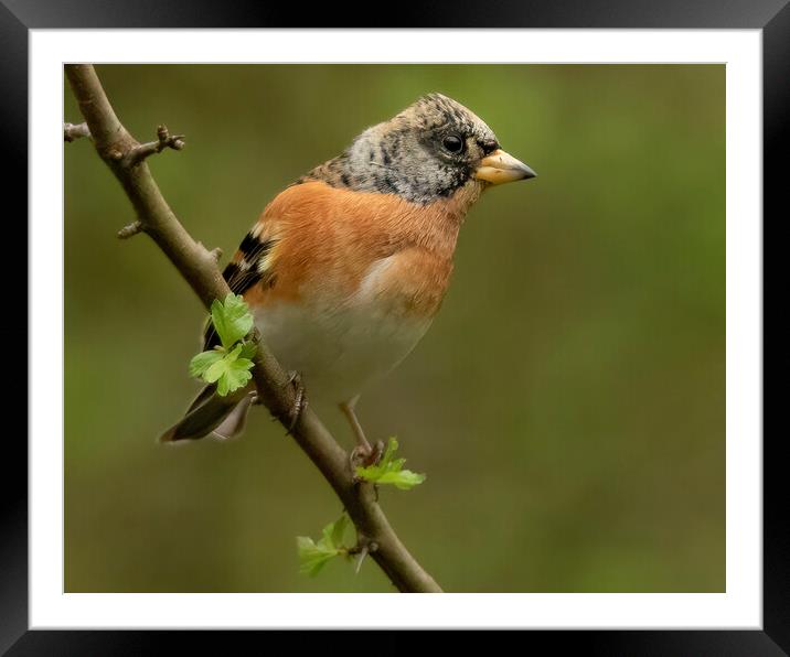 Brambling side portrait Framed Mounted Print by Jonathan Thirkell