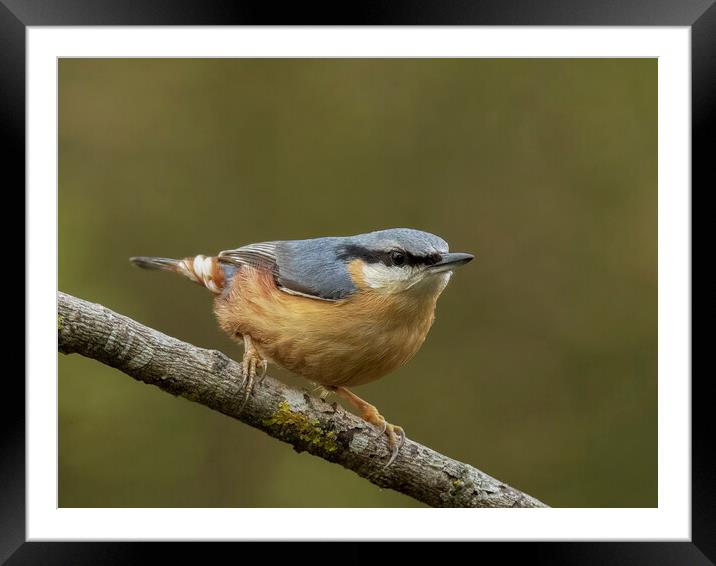 Perching Nuthatch Framed Mounted Print by Jonathan Thirkell