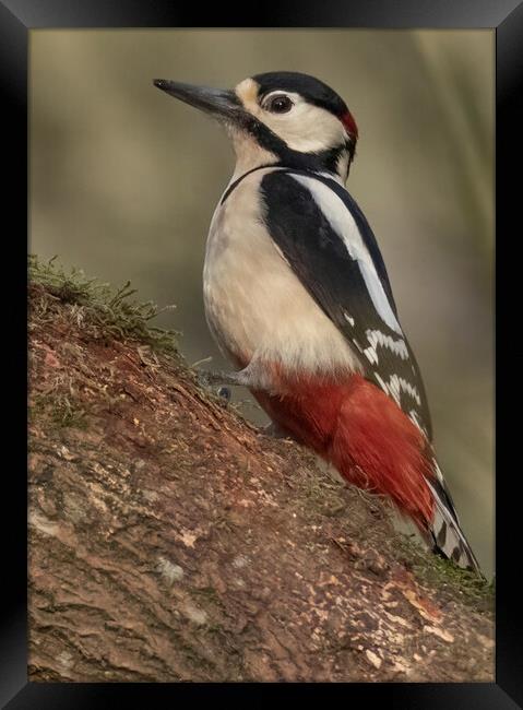 Great Spotted Woodpecker Framed Print by Jonathan Thirkell