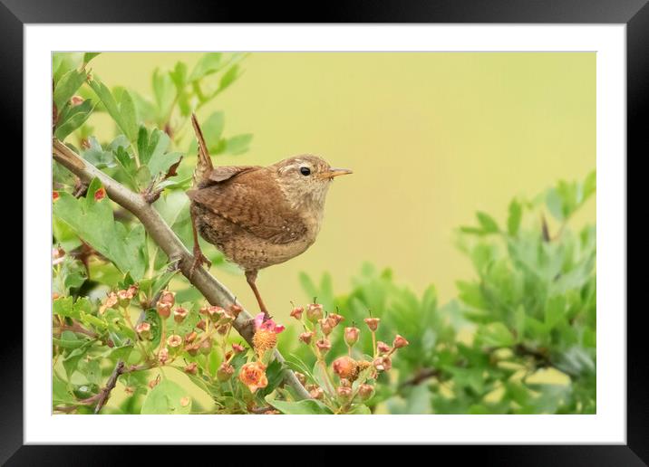 Wren Perching Framed Mounted Print by Jonathan Thirkell