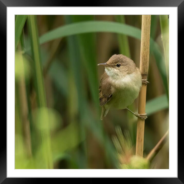 A small bird perched on a branch Framed Mounted Print by Jonathan Thirkell